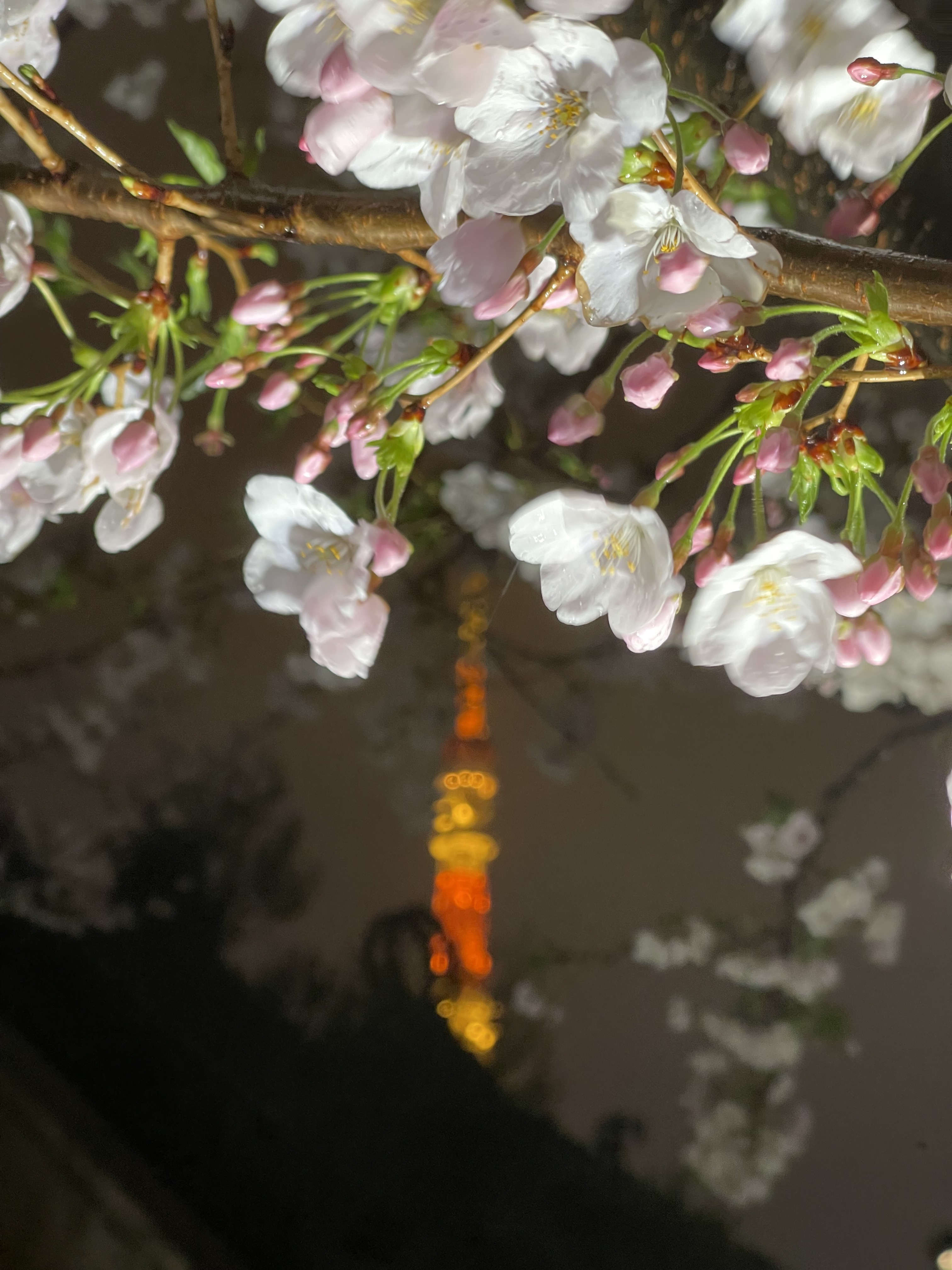 Cherry blossoms and Tokyo Tower, March 2026